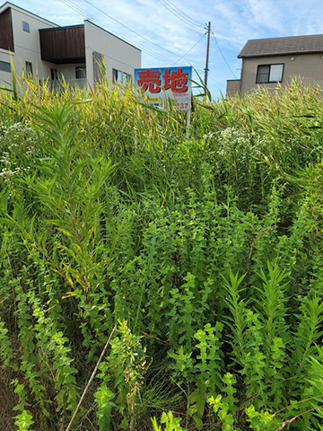 庭や空き地などの草刈り